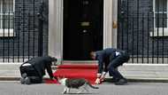 Who could become UK's new PM?