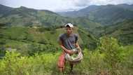No choice: Colombia's ex-guerrillas revert to coca, crime