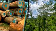 Timber millers warn of imminent collapse of Ghana's timber industry due to raw materials shortage