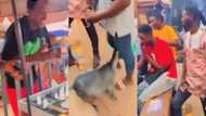 GH man causes stir as he takes his goat to swap it for iPhone 5 at Kasoa in new video