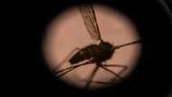 Invasive malaria mosquito spreading in Africa, researchers warn