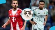 Mysterious cat picks winner of Bayern vs Real Madrid UCL showdown (Video)