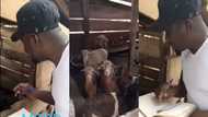 Video goes viral as man takes roll call for his goats; they are seen 'maaing' in response