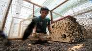 Fly larvae: Costa Rica's sustainable protein for animal feed