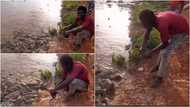 Man shows huge catfish in Ghana river, reveals reason why eating them is prohibited: "They solve our problems"