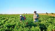 Zimbabwe's farmers push on as land grab compensation flounders
