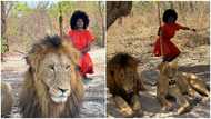 Brave lady poses with 2 lions at Safari Senegal, calmness of lions amuses people