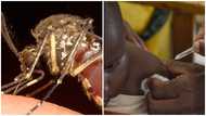 Malaria: New vaccine has potential to be world-changing – Oxford Scientists