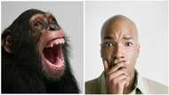 I Shot At Chimpanzee In The Forest & It Spoke Back: Hunter reveals bizarre story, netizens do not believe him