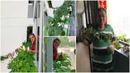 Man shows off different fruits he harvested from growing crops the air
