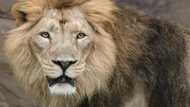 Big CAT scan: London Zoo treats lion with earache