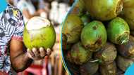 Educated Ghanaian man turns coconut seller, shares his story: "Didn't know it was this good"
