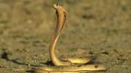 Pilot finds cape cobra on aeroplane mid-air, netizens impressed with his bravery: "I'd jump out"