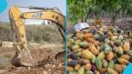"We are destroying all the land": Cocoa farmer boasts after reportedly selling farm for galamsey