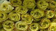 The pandemic, the war on Ukraine, and more than two weeks of ruinous living cost protests -- Ecuador's flower industry has had to surmount one obstacle after another.