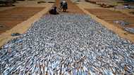 Aquaculture drives aquatic food yields to new high
