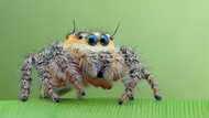 Jumping spider: pest profile, and are they harmful to humans?