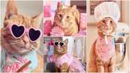 Meet superstar cat who leads a lavish life, wears designers & has thousands of followers on social media