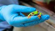 With great care, Yesenia Lacayo transfers a tiny frog from a leaf, where it was sleeping, to a plastic container with breathing holes, some water, and enough room to jump.