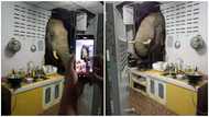 Photo Drops As Elephant Breaks into Woman's Home in Search of Food; Internet Reacts