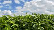 Tea giants lose certification after Kenya sex abuse probe