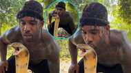 Fearless Black man kisses back head of wild cobra, video shakes many: "Count your days"