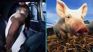 Salifu Imoro: 52-year-old Ghanaian man sentenced to three years for stealing a pig