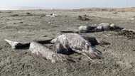 Bird flu kills almost 14,000 pelicans, seabirds in Peru