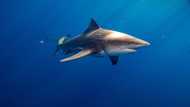 Sharks killed at alarming rates despite regulations: study