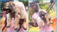 Ghanaian man surprised after learning one puppy costs GH¢4.5k: "It's expensive"