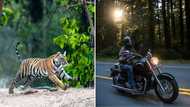 Viral video shows huge tiger chasing man on motorbike, people make jokes: “Very fast food”