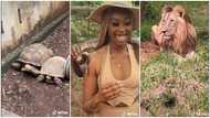 Abroad-based woman shares her experience of visiting Accra Zoo for a day