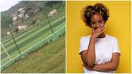 Photo of cattle munching on astroturf pitch causes massive stir on social media