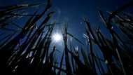 Forest fire risks mount in drought-hit Nordic nations