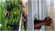 Annoyed landlord gets all tenants arrested over missing plantain in his house
