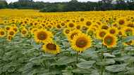 'Just can't sell': Ukraine harvests sunflowers as war blocks ports