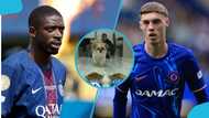 Club World Cup Final: Mysterious dog predicts winner between Chelsea and PSG