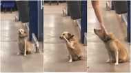 Dog greets people at a supermarket, heartwarming video causes mixed reactions as it goes viral