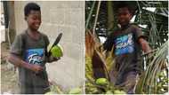 How needy schoolboy plucks and sells coconuts in wheelbarrow to survive and support his education