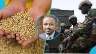 “Government has to ensure this stops”: Security analyst backs deployment to check smuggling of grains