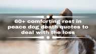 60+ comforting rest in peace dog death quotes to deal with the loss