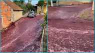 River of red wine floods Portuguese town after 2.2 million litre tank bursts