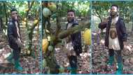 Young cocoa farmer rejects galamsey, discloses huge profit he makes from farm: “I earn over GH¢160k”