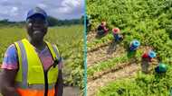 Meet the Ghanaian Okra farmer who reportedly makes over GH₵30K every day