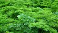 Uses of parsley leaves in Ghana