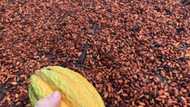 List of cocoa processing companies in Ghana