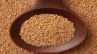 Mustard Seed Benefits and Side Effects