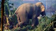 Ghanaian farmer with 3 wives & 13 kids loses life in battle with huge elephant