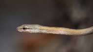 Woman Dies After Snake Bites Her Clitoris