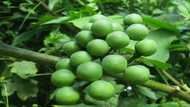 Health benefits of turkey berry